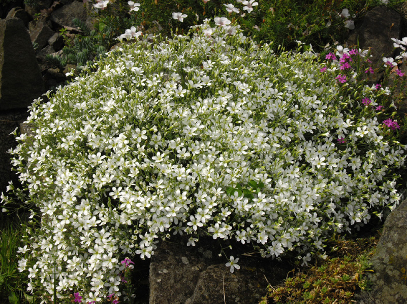 Minuartia laricifolia photo